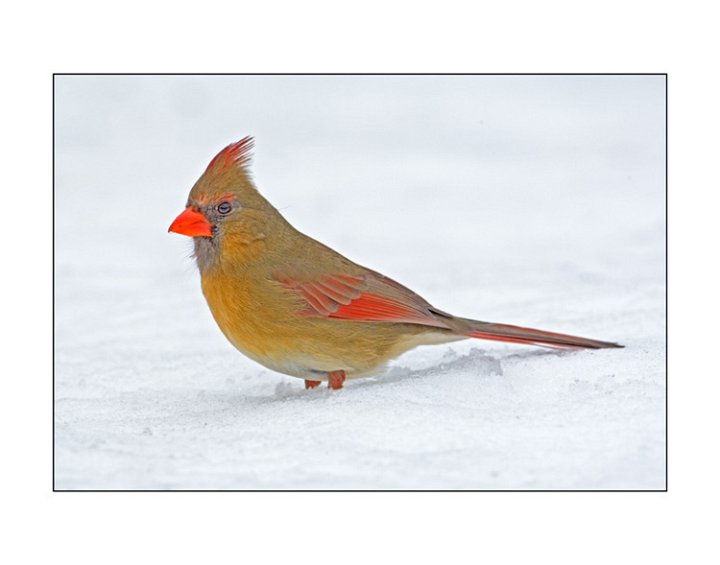 7028 northern cardinal female.jpg